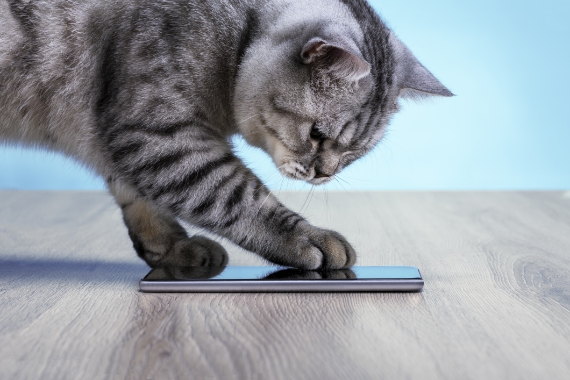 Kot trzymający łapkę na smartfonie