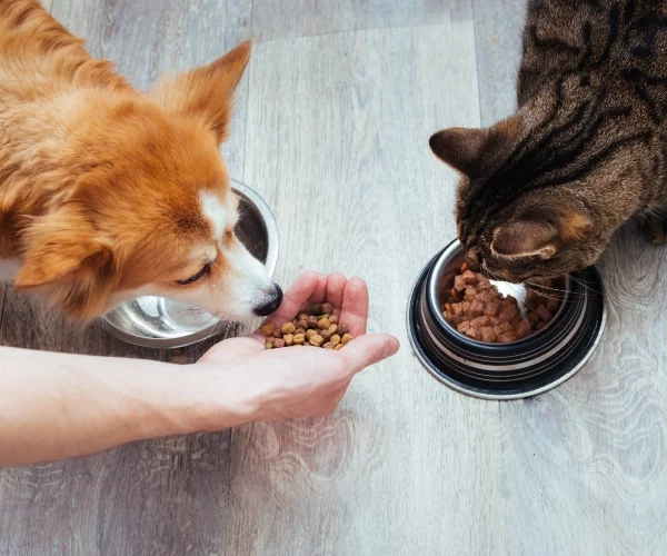 Pies i kot w trakcie posiłku