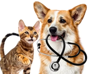 Pies i kot z stetoskopem